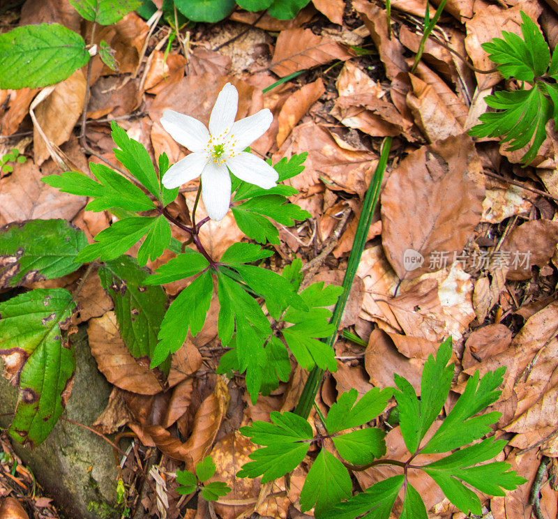 酢浆草(Oxalis acetosella)花。